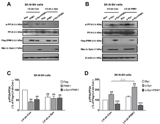 &#x3b1;-Syn-induced increase in p-PP2A is enhanced by PINK1 silencing.