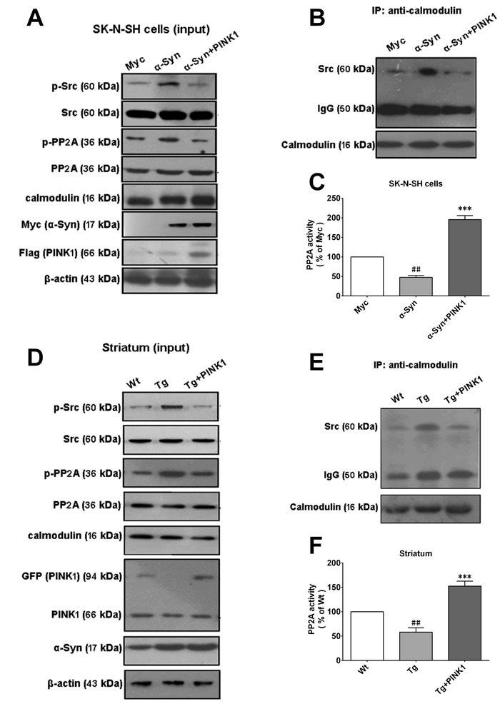 PINK1 overexpression reverses &#x3b1;-Syn-induced binding of calmodulin to Src.