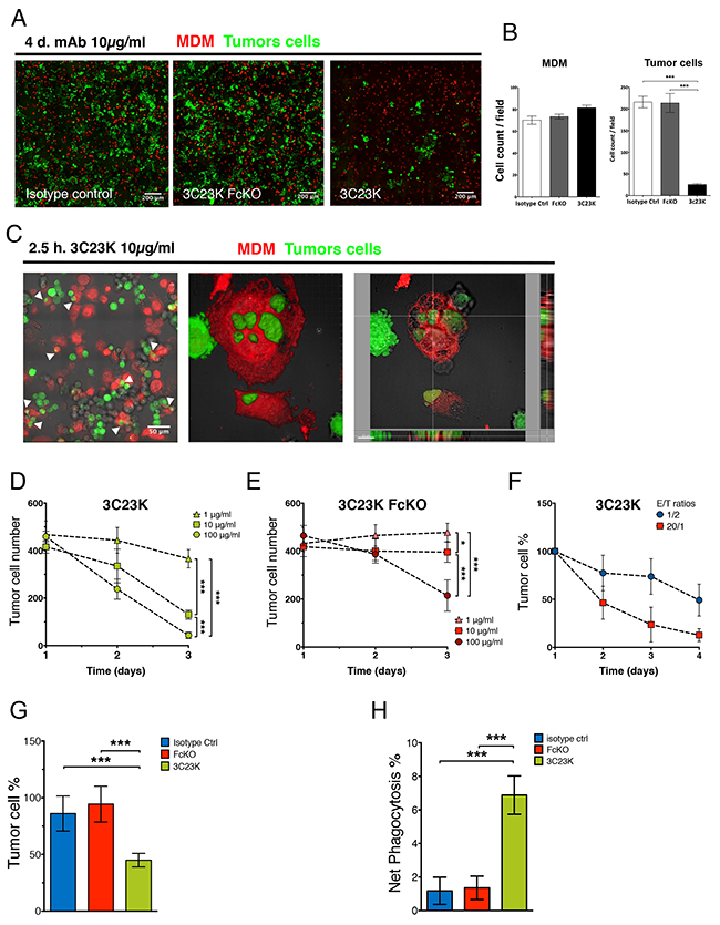 3C23K eliminates ovarian tumors cells by directing TAM to induce ADCC and ADCP in vitro and ex vivo.