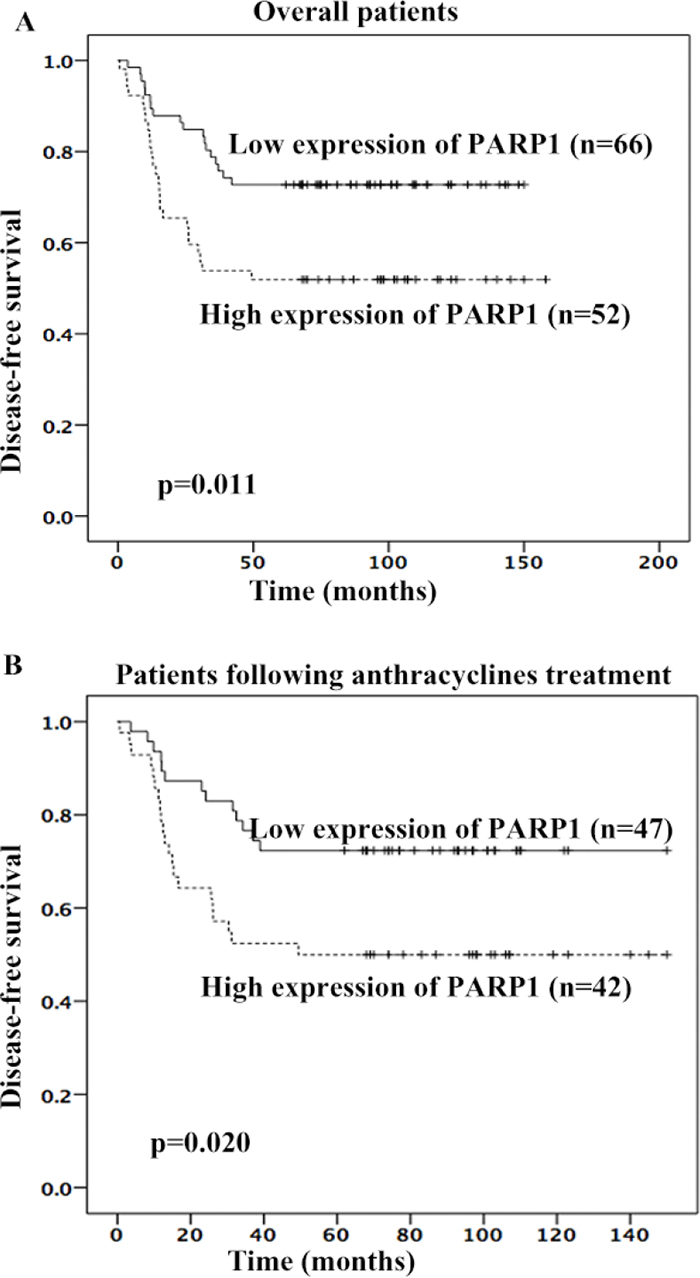 High PARP1 expression was associated with poorer 5-year DFS of TNBC patients.