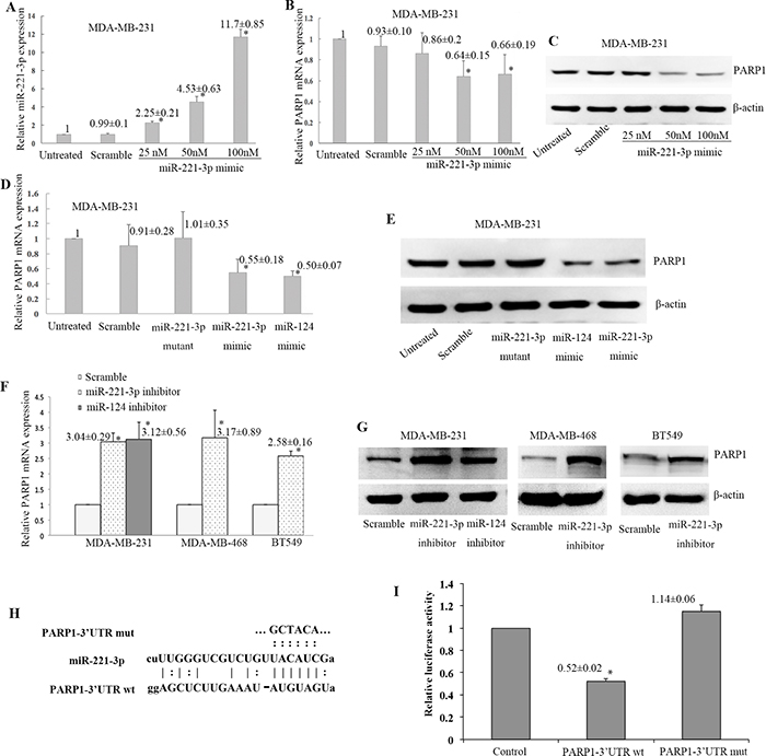 Negative regulation of PARP1 expression by miR-221-3p.