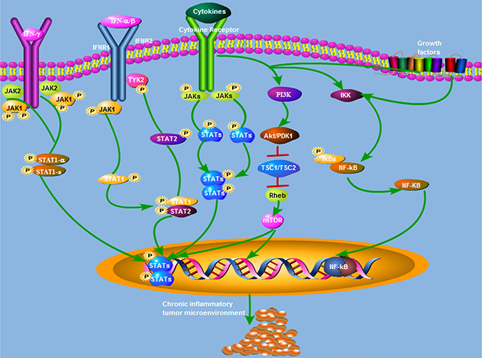 Summary of the signaling pathways underlying inflammatory response-mediated bladder cancer oncogenesis and progression.