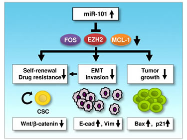 A schematic model depicting the mechanisms of miR-101-mediated tumor suppression.