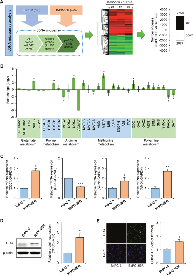 Alteration of polyamine pathway in erlotinib-resistant BxPC-3ER cells.