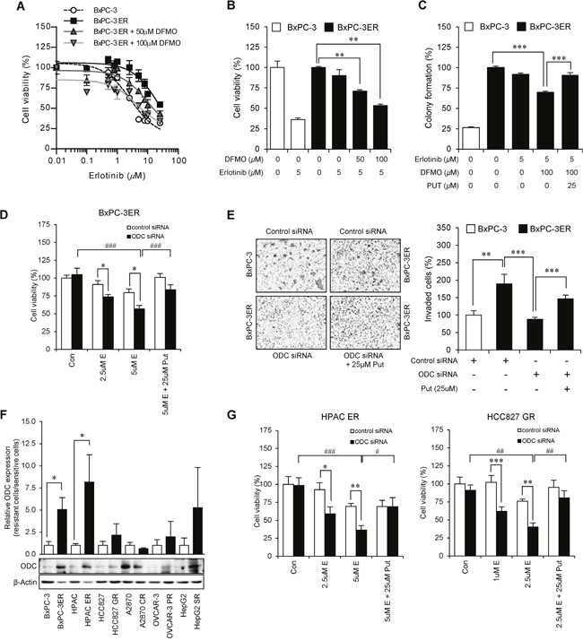 Putrescine confers erlotinib-resistance to BxPC-3ER cells.