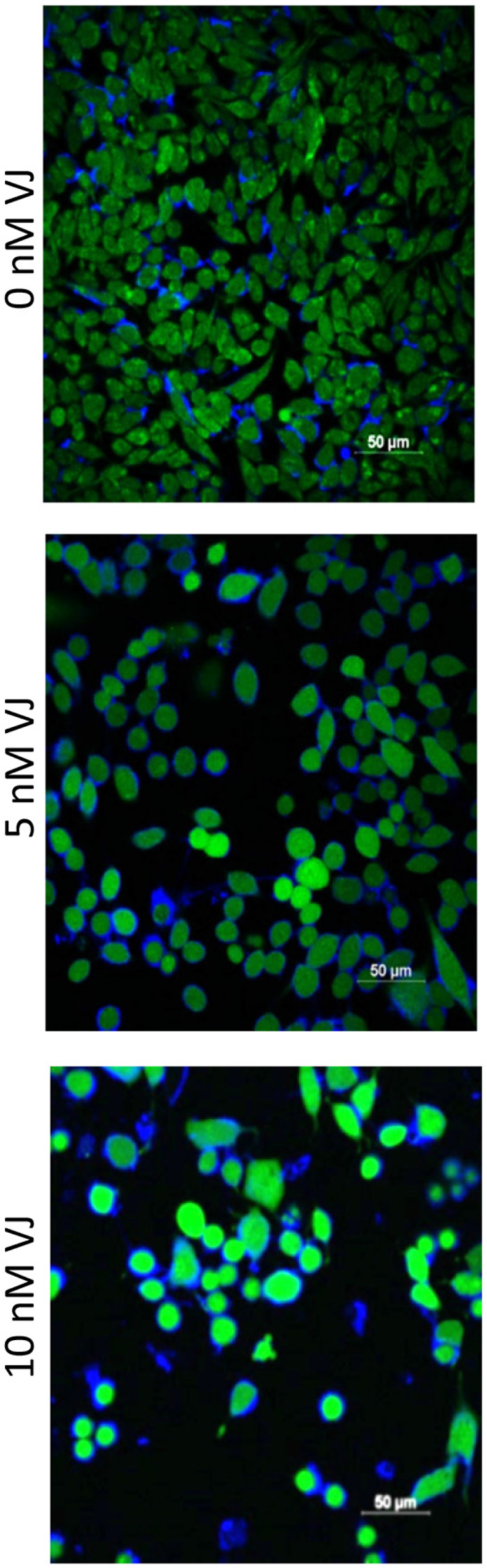 Effect of Verrucarin J on generation of ROS.