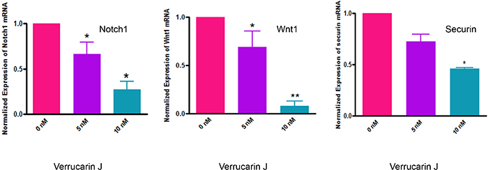 Effect of Verrucarin J on expression of Notch1, Wnt1 and securin genes.