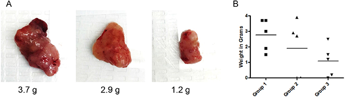 Effect of Verrucarin J on tumor growth in nude animals.