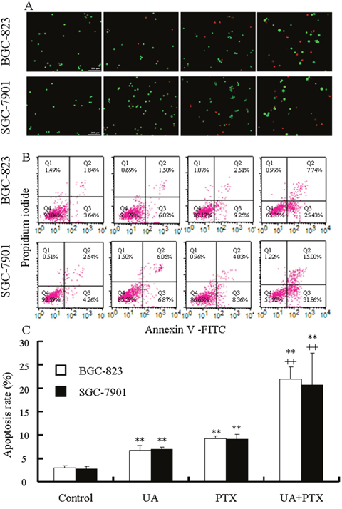 Effects of UA and PTX on the apoptosis of BGC-823 and SGC-7901 cells.