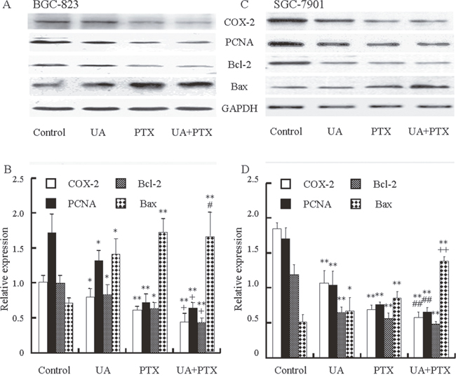 Effects of UA and PTX on the COX-2, PCNA, Bcl-2, and Bax expression in BGC-823 and SGC-7901 cells.