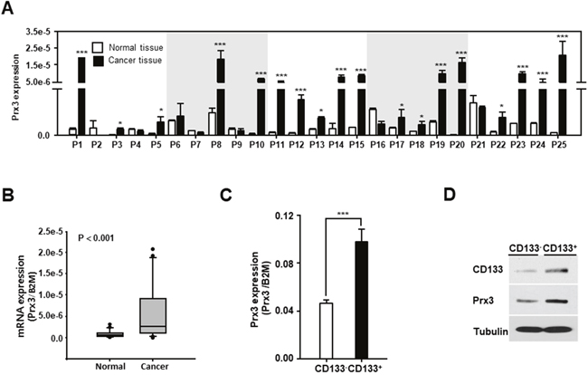 Mitochondrial Prx3 is upregulated in CD133+ cells and human EC tissues.