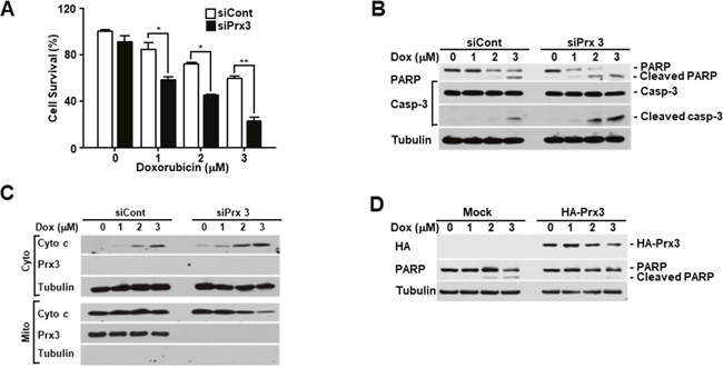 Prx3 regulates doxorubicin-induced cell death in EC cells.