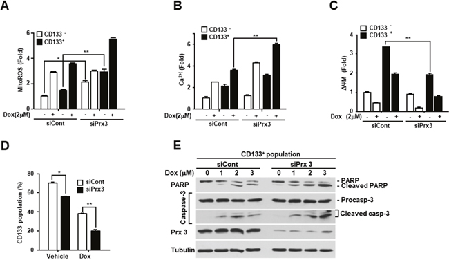 Prx3 depletion induces mitochondrial dysfunction and inhibits the CSC population.