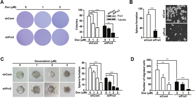 Prx3 depletion decreases the tumorigenic ability of Ishikawa cells.