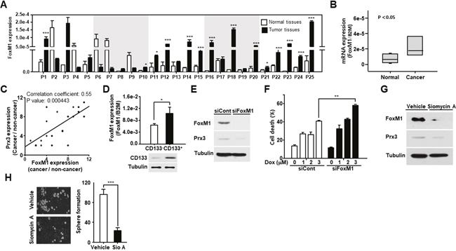 FoxM1-induced Prx3 gene expression regulates the survival of endometrial CSCs.