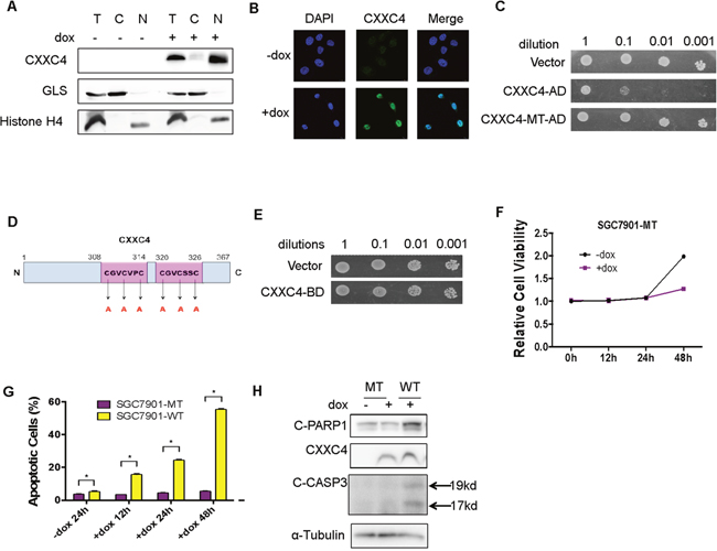CXXC4 localized in the nucleus and activated apoptosis through its DNA binding domain.