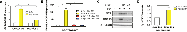 CXXC4 activated GDF15 transcription through enhancing the interaction of Sp1 with GDF15.