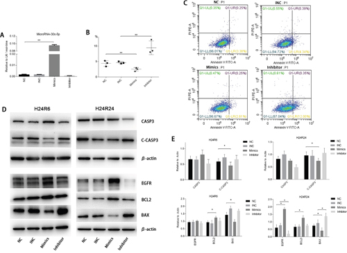 MiR-30c-5p reduced apoptosis and promoted proliferation in cellular H/R injury.