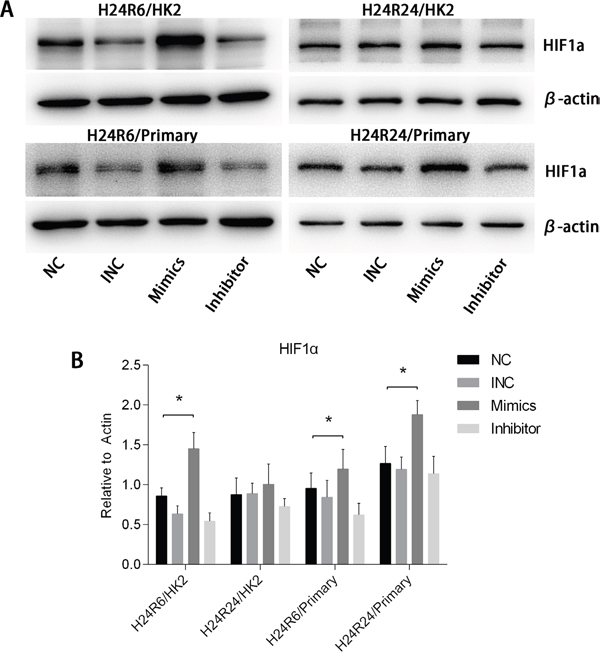 HIF1&#x03B1; expression levels were enhanced by the up-regulation of miR-30c-5p.