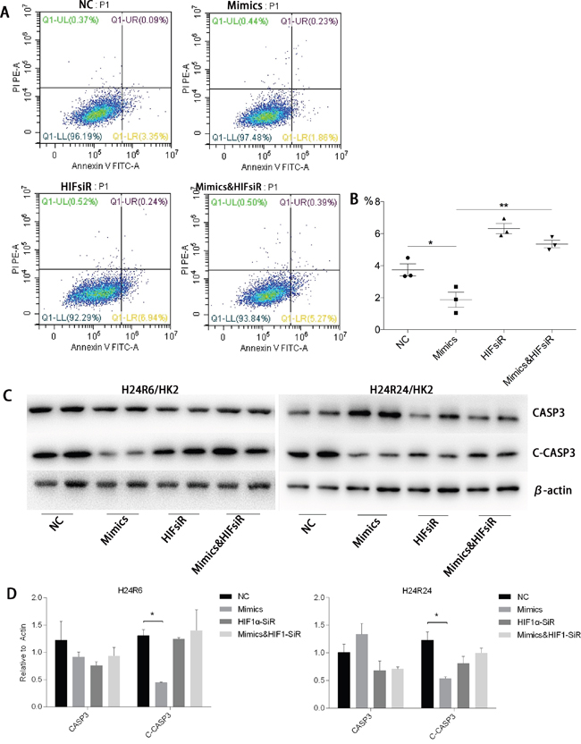 HIF1&#x03B1; was critical for the anti-apoptosis effects of miR-30c-5p.