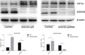 HIF1&#x03B1; expression levels were enhanced when SOCS3 was inhibited.