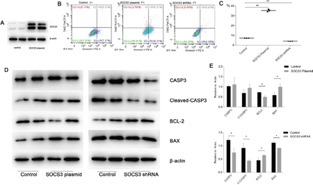 SOCS3 overexpression promoted apoptosis in cellular H/R injuries, whereas SOCS3 inhibition showed the opposite effect.