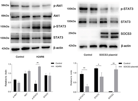 STAT3 was activated in response to cellular H/R injury and was inhibited in cells overexpressing SOCS3.