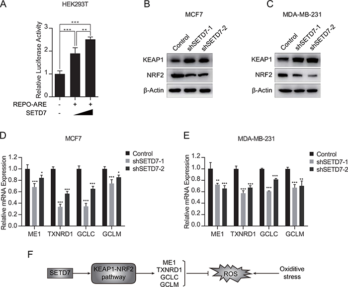 SETD7 promoted the transcription of NRF2 target genes.