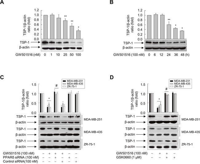 Activating PPAR&#x03B4; inhibits TSP-1 expression in MDA-MB-231, MDA-MB-435, and ZR-75-1 cells.