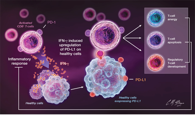 PD-1 is constitutively expressed on activated T cells, B cells, and other myeloid cells.