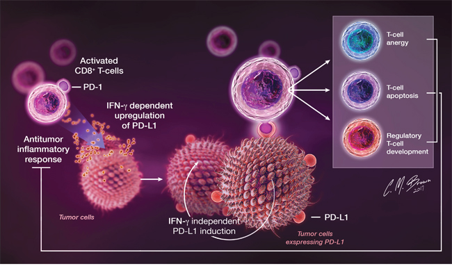 In the setting of cancer, PD-L1 is upregulated on tumor cells in response to IFN-&#x03B3; released by infiltrating immune cells during antitumor immune responses, as well as through tumor-specific IFN-&#x03B3;-independent mechanisms.