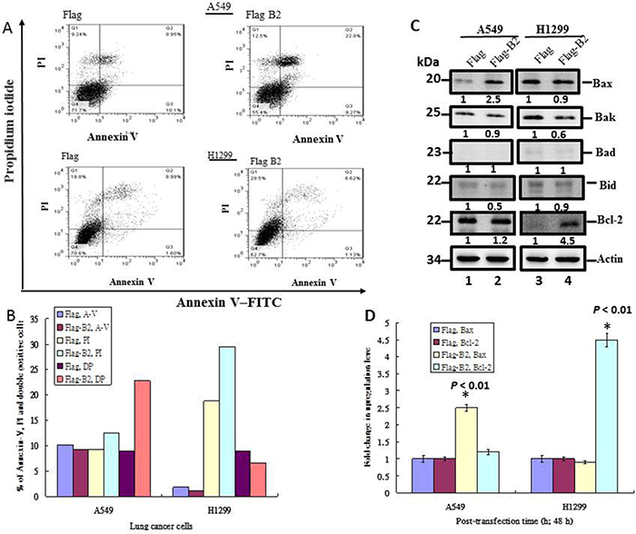 B2 protein induces Bax-mediated apoptosis in A549 cells, but induces RIP3-mediated necroptosis in H1299 cells.