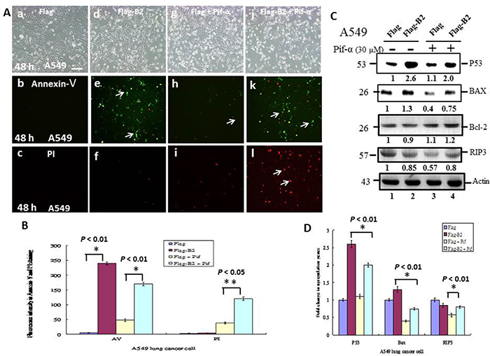 A P53 inhibitor blocks apoptosis and promotes necroptosis in A549 cells.