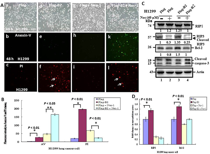 Blockage of RIP3 function switches B protein-transfected H1299 cells from necroptosis to apoptosis.
