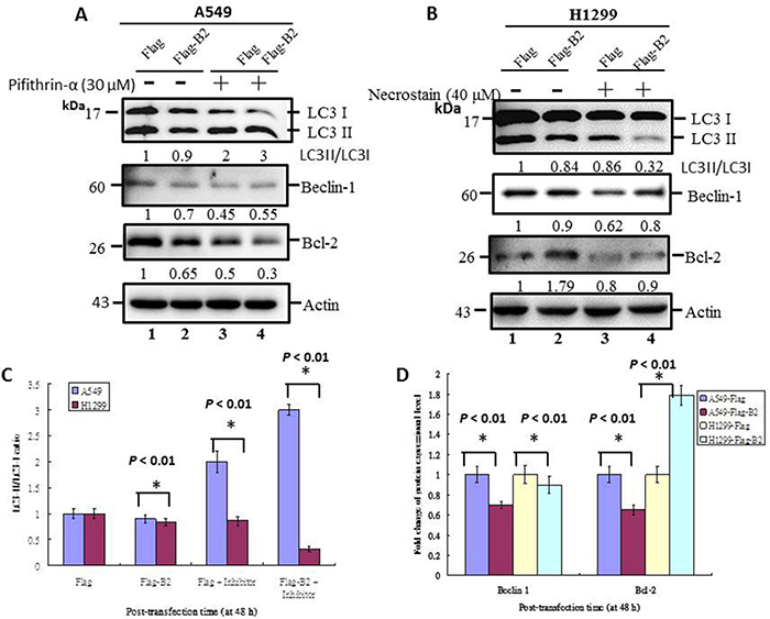 Crosstalk of apoptosis and necroptosis pathways limits initiation of autophagy in human lung cancer cells.