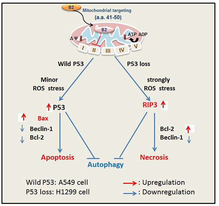 Hypothesized effect of protein B2-induced ROS-mediated apoptosis (A549 cells, P53+/+) and necroptosis (H1299 cells, P53&#x2014;/&#x2014;).