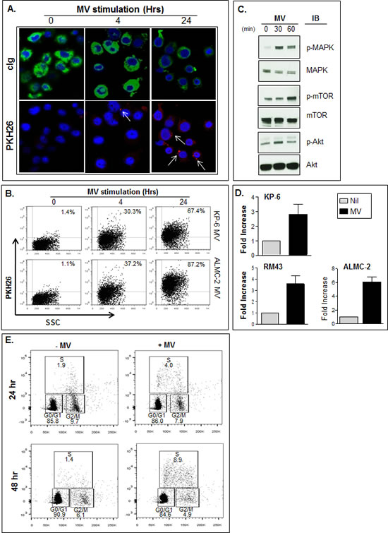 MVs promote HMCL proliferation.