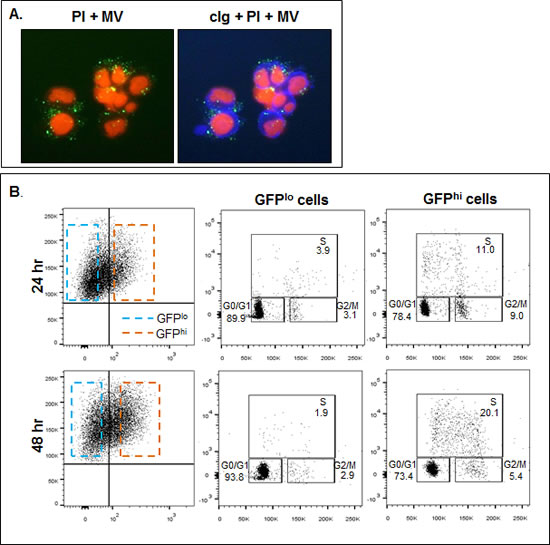 HMCL uptake of CD147 enriched MVs.