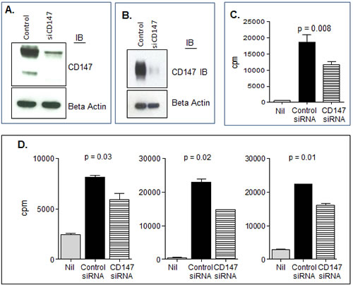 CD147 plays a role in MV bioactivity.