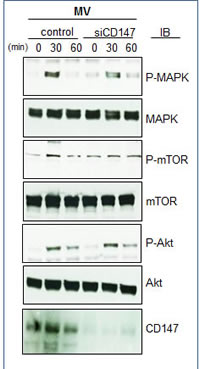 Downregulation of MV CD147 effect on signaling pathways.