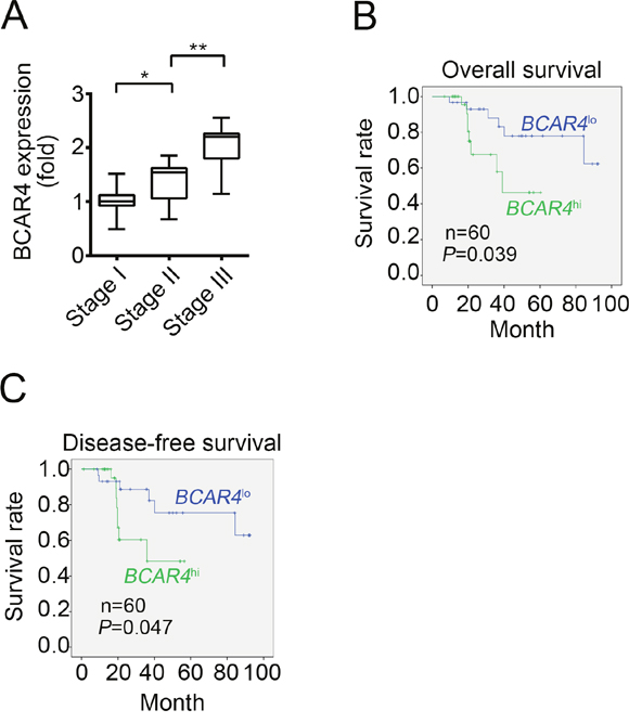 High BCAR4 expression correlates with a poor survival rate.