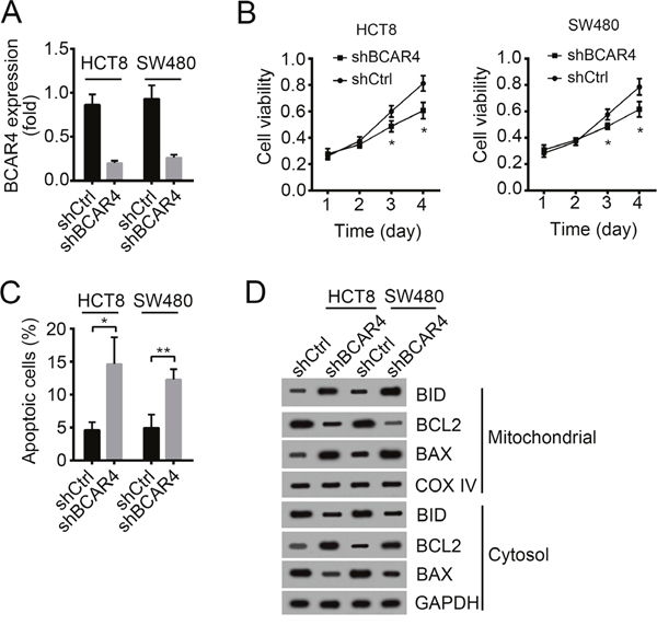 Knockdown of BCAR4 inhibits cell proliferation and induces apoptosis.