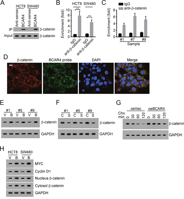 BCAR4 activates Wnt/&#x03B2;-catenin signaling.