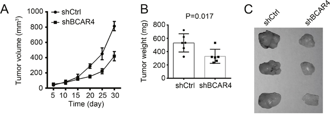 Silencing BCAR4 reduces tumor growth in vivo.