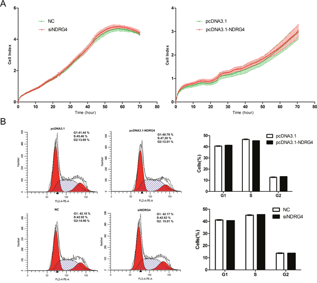 NDRG4 has no effect on myoblast proliferation.