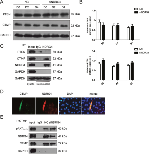 NDRG4 and CTMP physically interact in differentiating myoblasts and this interaction mediates Akt activity.