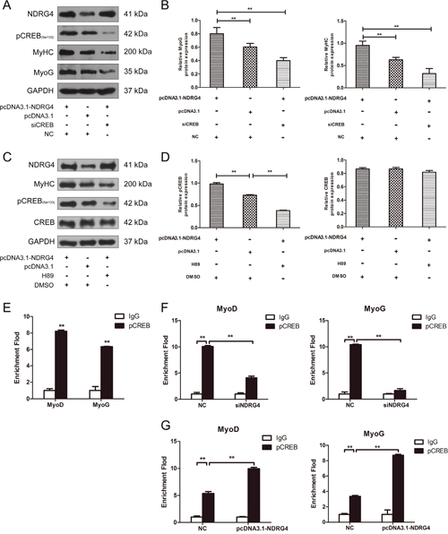 NDRG4 promotes myogenesis by increasing CREB transcription activity.