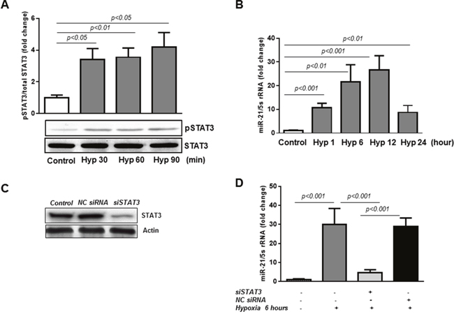 miR-21 is a down-stream target of STAT3 in HREC in hypoxia.