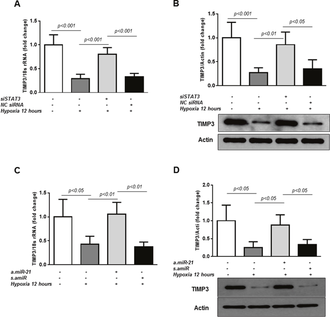 STAT3/miR-21 axis is involved in TIMP3 expression in hypoxic HREC.