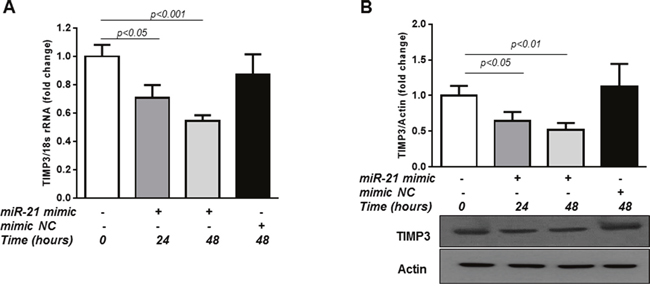 Overexpression of miR-21 up-regulates TIMP3 expression in HREC.